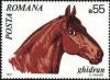 Colnect-571-443-Ghidran-Equus-ferus-caballus.jpg