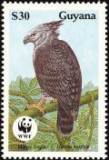 Colnect-1664-163-Harpy-Eagle-Harpia-harpyja.jpg