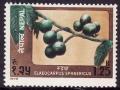 Colnect-1873-913-Fruits---Elaeocarpus-sphaericus.jpg