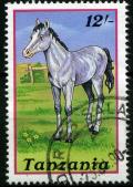 Colnect-1908-079-Horse-Equus-ferus-caballus.jpg