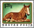 Colnect-4502-899-Horse-Equus-ferus-caballus.jpg