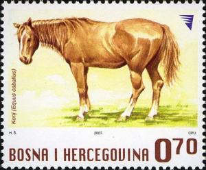 Colnect-4447-460-Horse-Equus-ferus-caballus.jpg