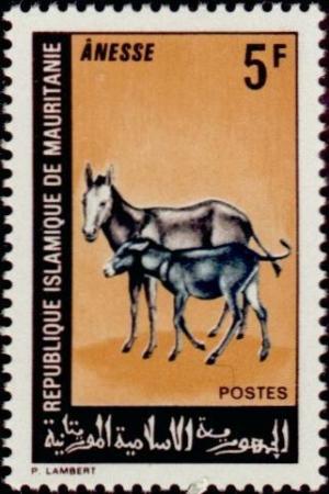 Colnect-989-404-Donkey-Equus-asinus-asinus.jpg
