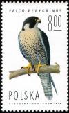 Colnect-1989-665-Peregrine-Falcon-Falco-peregrinus.jpg