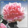 Colnect-3281-517-Peony-Flower-with-Foliage.jpg