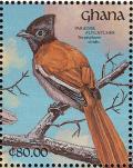 Colnect-1459-774-African-Paradise-Flycatcher-Terpsiphone-viridis.jpg