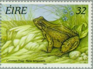 Colnect-129-272-Common-Frog-Rana-temporaria.jpg