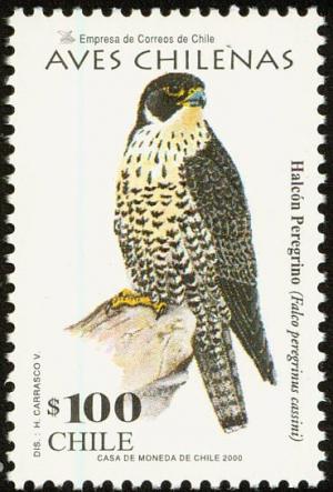 Colnect-1595-825-Peregrine-Falcon-Falco-peregrinus.jpg