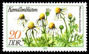 Colnect-1980-198--Real-Chamomile-Flowers-Matricaria-chamomilla.jpg