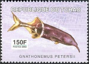 Colnect-2395-307-Elephantnose-Fish-8Gnathonemus-petersii.jpg