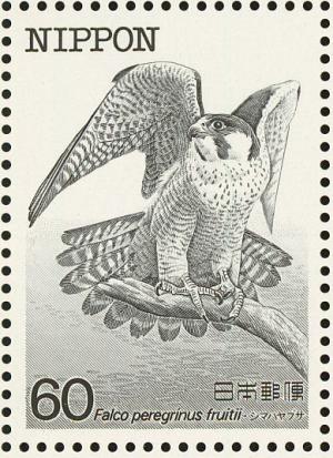 Colnect-608-838-Peregrine-Falcon-Falco-peregrinus-ssp-furuitii.jpg