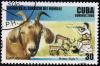 Colnect-1688-321-Wild-Goat-Capra-aegagrus.jpg