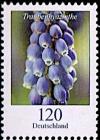Colnect-6195-683-Grape-Hyacinth.jpg