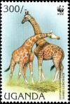 Colnect-6292-543-Rothschild%E2%80%99s-Giraffe-Giraffa-camelopardalis-ssp-rothschild.jpg