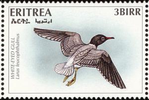 Colnect-1744-727-White-eyed-Gull-Larus-leucophthalmus.jpg