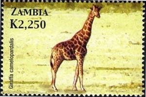 Colnect-2657-595-Giraffe-Giraffa-camelopardalis.jpg