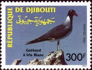 Colnect-3217-742-White-eyed-Gull-Larus-leucophthalmus.jpg