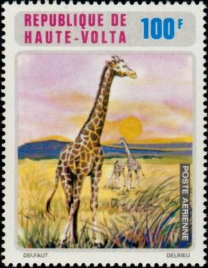 Colnect-3549-551-Giraffe-Giraffa-camelopardalis.jpg