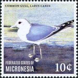 Colnect-5782-119-Mew-Gull---Larus-canus.jpg