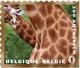 Colnect-1572-800-Giraffe-Giraffa-camelopardalis.jpg