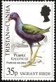 Colnect-2606-250-American-Purple-Gallinule-Gallinula-martinica.jpg