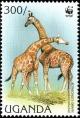 Colnect-6292-543-Rothschild%E2%80%99s-Giraffe-Giraffa-camelopardalis-ssp-rothschild.jpg