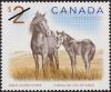 Colnect-573-875-Sable-Island-Horse-Equus-ferus-caballus.jpg
