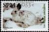 Colnect-878-813-Arctic-Hare-Lepus-arcticus.jpg