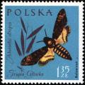 Colnect-1986-948-Death--s-head-Hawk-Moth-Acherontia-atropos.jpg