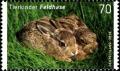 Colnect-5205-829-Brown-hare-Lepus-europeus.jpg