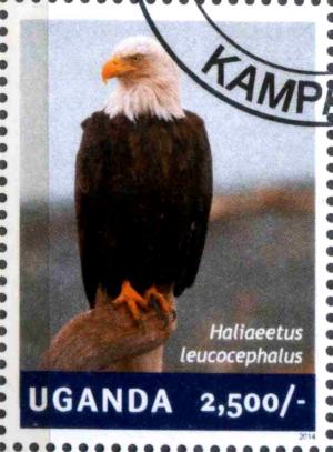 Colnect-3438-333-Bald-Eagle-Haliaeetus-leucocephalus.jpg
