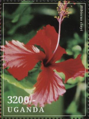 Colnect-3518-174-Hibiscus-clayi.jpg