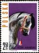 Colnect-3931-409-Head-of-Arab-Horse-Equus-ferus-caballus.jpg