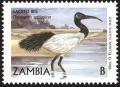 Colnect-1502-686-African-Sacred-Ibis-Threskiornis-aethiopicus.jpg