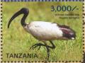 Colnect-5935-607-African-Sacred-Ibis-Threskiornis-aethiopicus.jpg