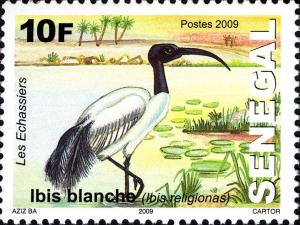 Colnect-1618-927-African-Sacred-Ibis-Threskiornis-aethiopicus.jpg