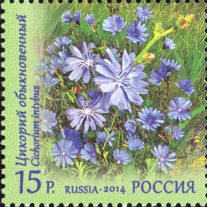 Colnect-2125-309-Cichorium-Intybus-Flora-of-Russia.jpg