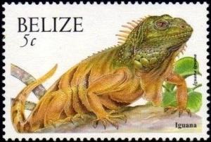 Colnect-2346-070-Green-Iguana-Iguana-iguana.jpg
