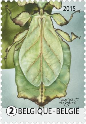 Colnect-2671-160-Giant-Leaf-Insect-Phyllium-giganteum.jpg