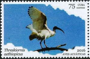 Colnect-3661-829-African-Sacred-Ibis-Threskiornis-aethiopicus.jpg