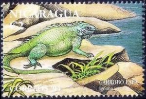 Colnect-4700-314-Iguana-iguana.jpg