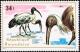 Colnect-1780-795-African-Sacred-Ibis-Threskiornis-aethiopicus.jpg