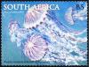 Colnect-5423-394-Purple-Compass-Jellyfish-Chrysaora-africana.jpg