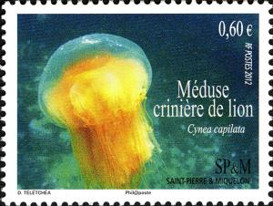 Colnect-2341-048-Lion--s-mane-jellyfish-Cyanea-capillata.jpg