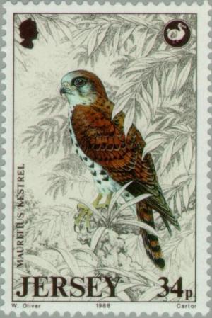 Colnect-127-250-Mauritius-Kestrel-Falco-punctatus.jpg