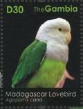 Colnect-1721-802-Grey-headed-Lovebird-Agapornis-canus%C2%A0.jpg