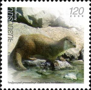 Colnect-5070-285-Eurasian-Otter-Lutra-lutra-ssp-meridionalis.jpg