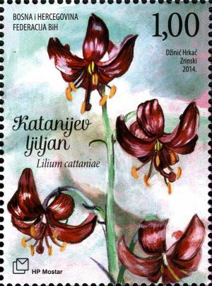 Colnect-5879-444-Cattani-Lily-Lilium-cattaniae.jpg