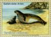 Colnect-138-995-Mediterranean-Monk-Seal-Monachus-monachus.jpg