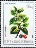 Colnect-5862-152-Black-Mulberry-Morus-nigra.jpg